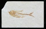 Small Diplomystus Fossil Fish - Wyoming #32785-1
